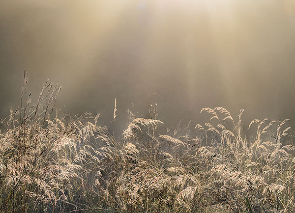SEPTEMBER MEADOW, 2018 - NORFOLK COUNTY - AUTUMN
