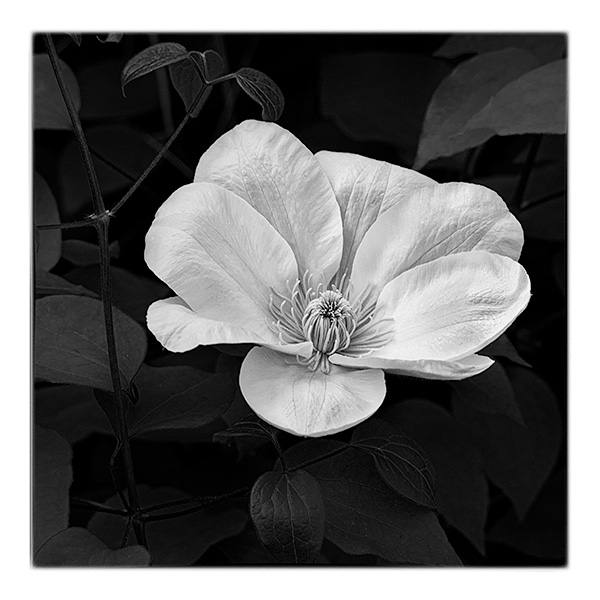 KATHY'S GARDEN #4 - B&W - IN THE COUNTRY