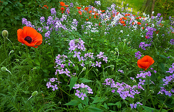 POPPIES AND PHLOX - PORT RYERSE - PORT RYERSE