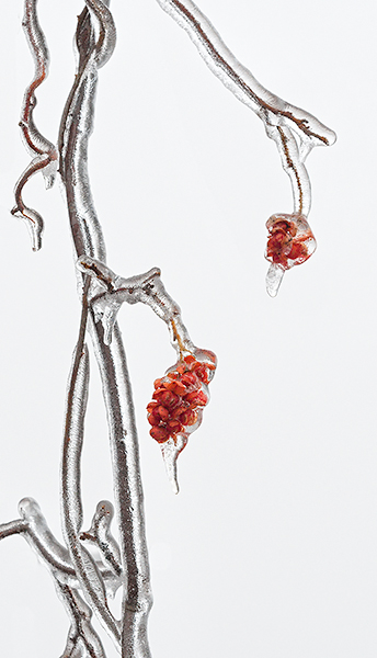 BITTERSWEET IN ICE - NORFOLK COUNTY - AT HOME
