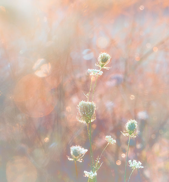 SEPTEMBER MEADOW , 2017 - PORT RYERSE - SUMMER