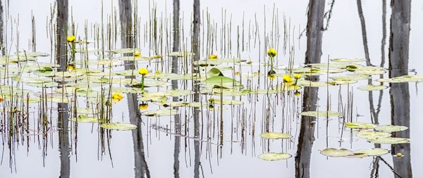 WETLAND REFLECTION - BRUCE PENINSULA - THE LAND