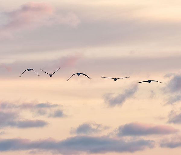 CRANES OVER BIG CREEK, 2019 - LONG POINT MARSH - THE MARSH