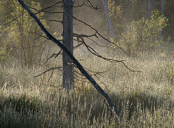 Rising Mist #1 - Crane Lake Wetlands