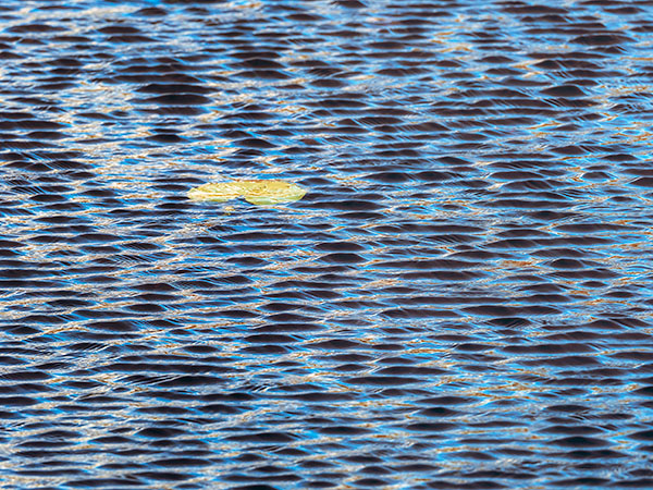 LILY PAD AND REFLECTIONS, OCTOBER 2018 - THE BRUCE, OCTOBER 2018