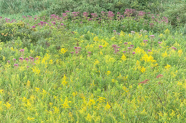AUGUST ROADSIDE #2, 2017 - NORFOLK COUNTY - PHOTO STORAGE