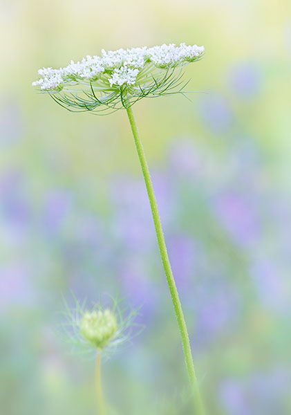 QUEEN ANNE'S LACE #2 , 2017 - NORFOLK COUNTY - SUMMER