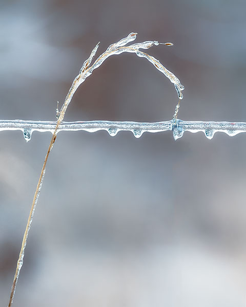 WINTER GRACE, 2019 - LONG POINT - AT HOME
