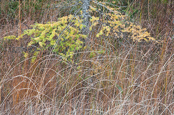 AUTUMN TAMARACK - BRUCE COUNTY - THE LAND