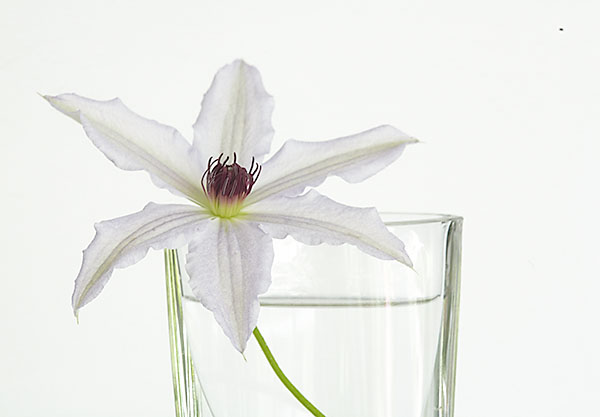 CLEMATIS AND CLEAR VASE - FLORAL EXPRESSIONS
