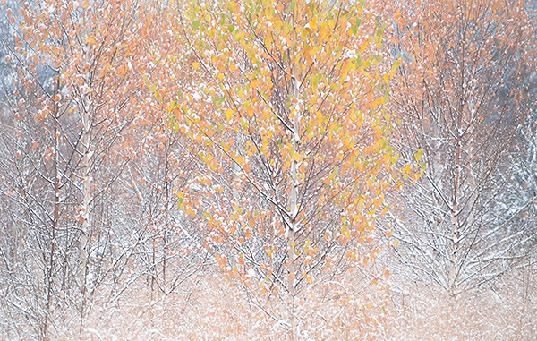EARLY ENTRANCE - NORFOLK COUNTY - KATHY'S TENSET, 2014