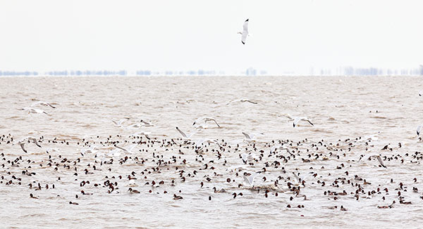 SPRING WATERFOWL - NORFOLK COUNTY - SPRING