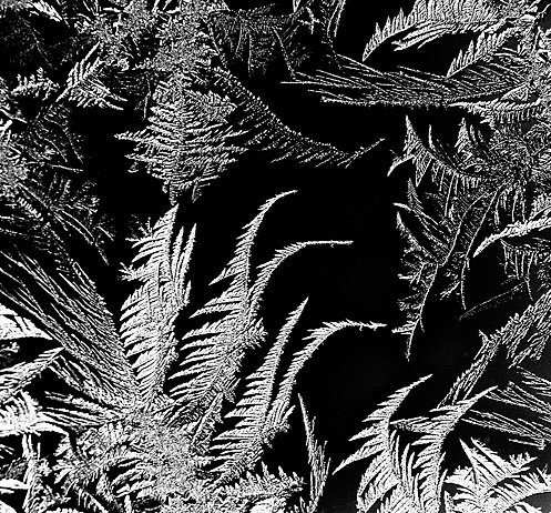 FUNDY FROST - NEW BRUNSWICK - B&W - IN THE COUNTRY