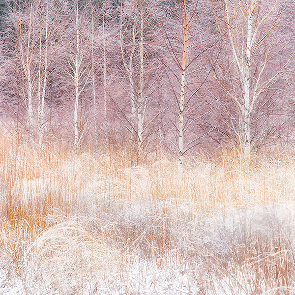 EAST QUARTER LINE, CHARLOTTVILLE, 2016 - NORFOLK COUNTY - WINTER