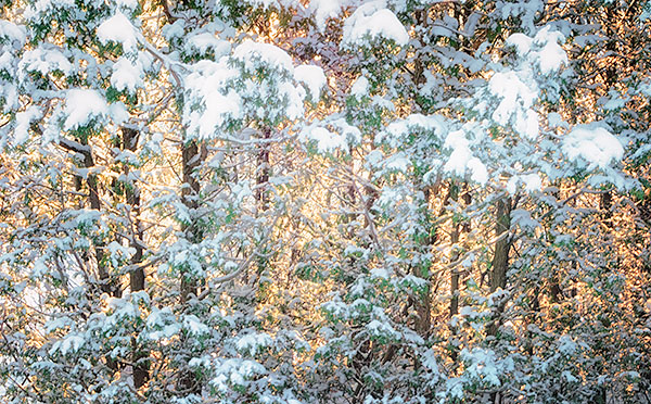 TREES WEEK #49 - 52 WEEKS - AN ENCOUNTER WITH TREES
