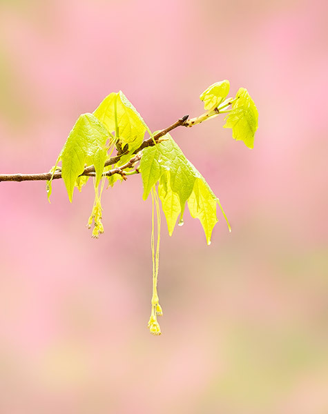 Emerging Spring Foliage - New Works
