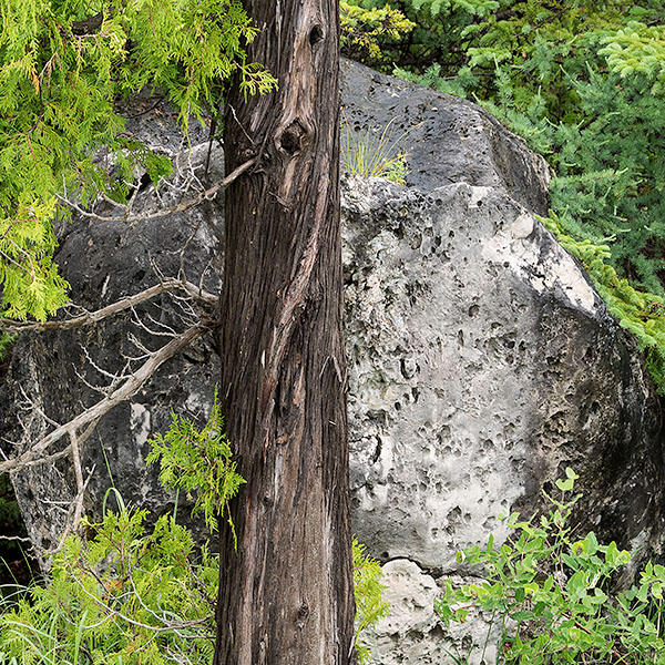 TREES WEEK #26 - 52 WEEKS - AN ENCOUNTER WITH TREES