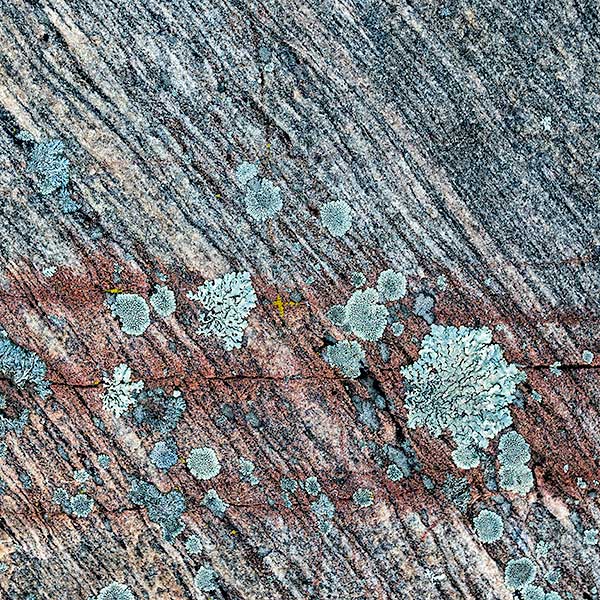 LICHENS - FRANKLIN ISLAND - FRANKLIN ISLAND, NORTH -  GEORGIAN BAY