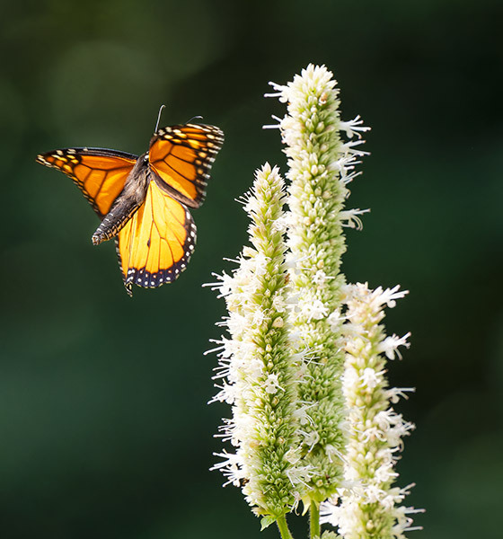 MONARCH-IN-FLIGHT - New Works