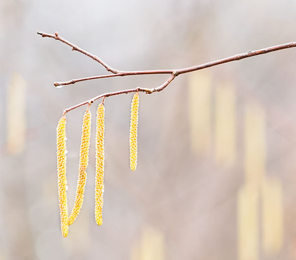SPRING CATKINS 2017 - NORFOLK COUNTY - SPRING