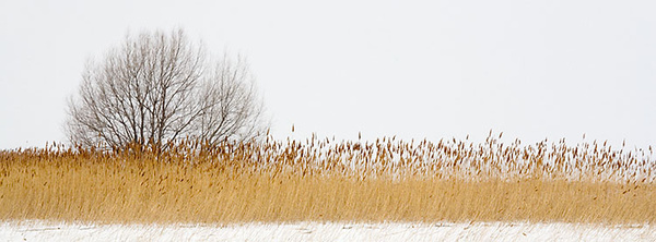 LONG POINT MARSH IN WINTER - NORFOLK COUNTY - THE MARSH