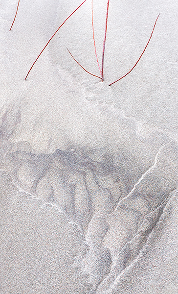 SAND & DOGWOOD - LONG POINT BEACH - DETAILS