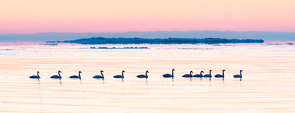 TUNDRA SWANS SERIES #2 - PORT RYERSE - CREATURES