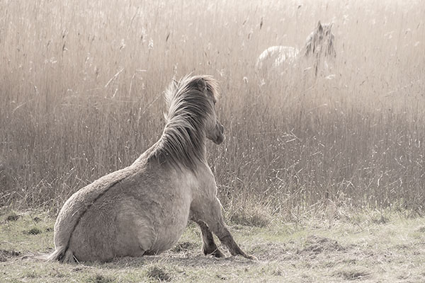 KONIK HORSES - OARE MARSHES NATURE RESERVE, KENT, UK - CREATURES