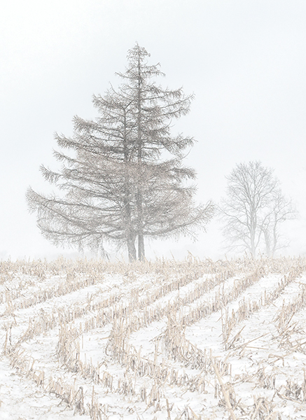 BLOW - NORFOLK COUNTY - WINTER