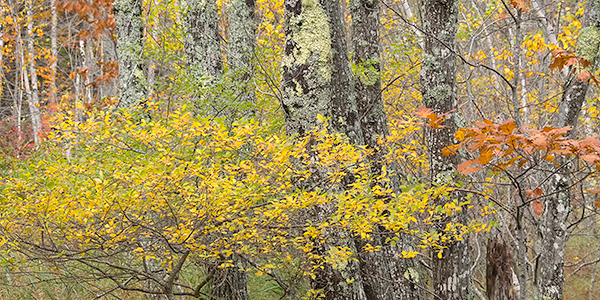 FALLSCAPE #2- ACADIA NP, MAINE - EAST COAST, OCTOBER, 2014