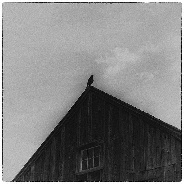 CROW - COOPERSTOWN, NY - B&W - IN THE COUNTRY