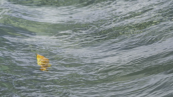 CARRIED AWAY #2 - OCTOBER, 2018 - THE BRUCE, OCTOBER 2018