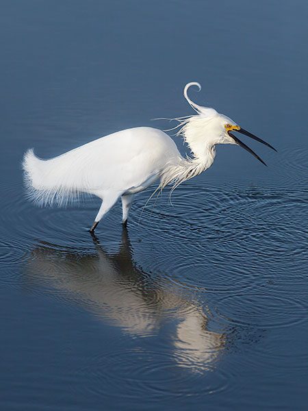 SNOWY EGRET - HUNTINGTON STATE PARK, SC - SOUTH CAROLINA