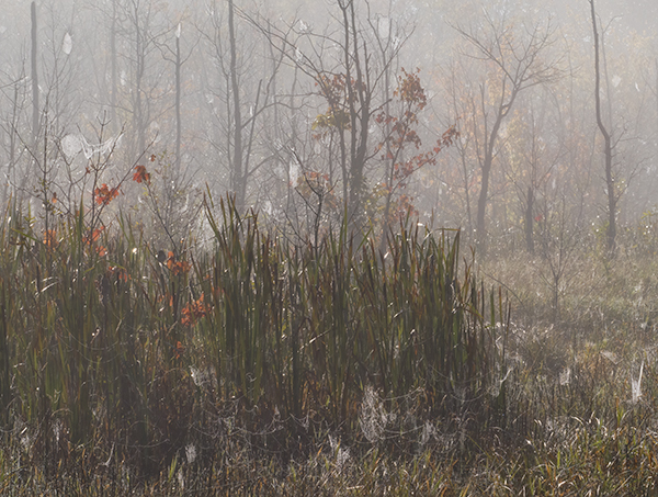 Backlit Webs #4 - Crane Lake Wetlands