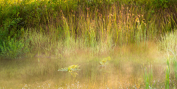 SEPTEMBER MIST - NORFOLK COUNTY - THE MEADOW PROJECT