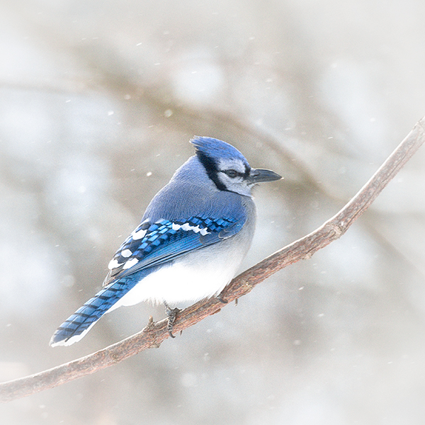 BLUE JAY - PORT RYERSE - CREATURES