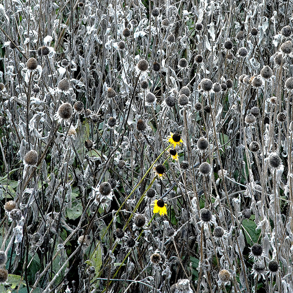 THE PARTY'S OVER - NORFOLK COUNTY - THE MEADOW PROJECT