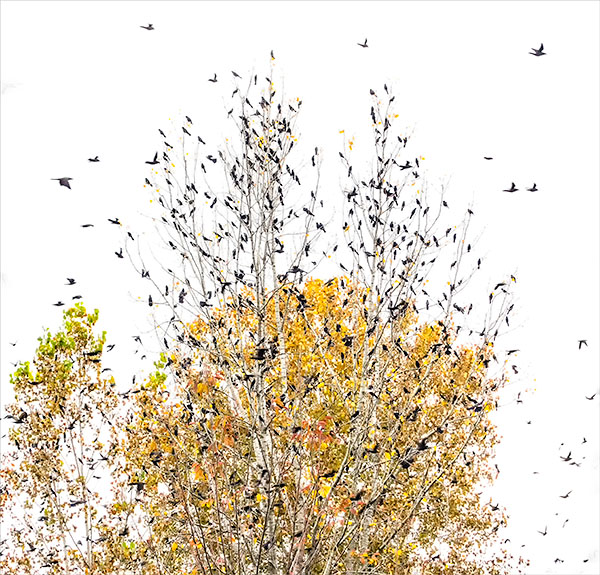FALL GRACKLE MIGRATION #2 - NORFOLK COUNTY - AUTUMN