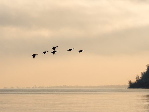 GEESE AT DUSK, 2018 - PORT RYERSE - PORT RYERSE