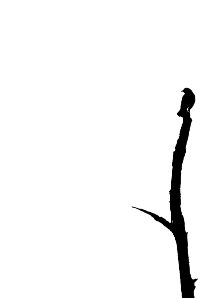 A Backward Glance - Avian Graphics