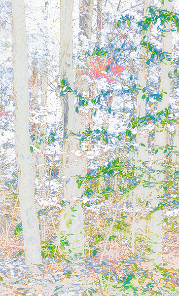 SPLASH OF COLOUR - NORFOLK COUNTY - ABSTRACTS & DETAILS