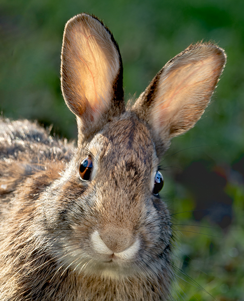 Eastern Cottontail - CREATURES