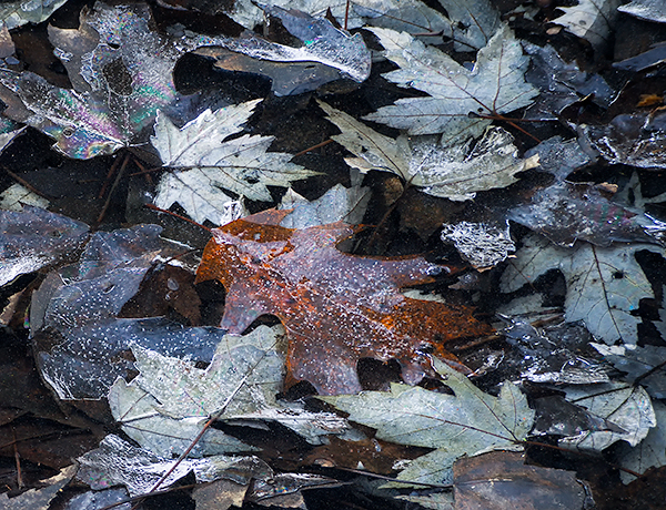 DECEMBER, BACKUS WOODS  #2 - WATERFORD SHOW, NOVEMBER 2018