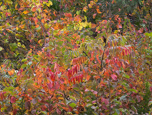 OCTOBER RIOT - NORFOLK COUNTY - AUTUMN