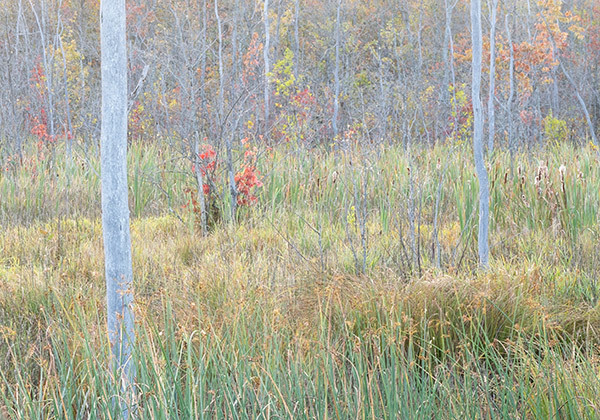 Wetland Dawn--September - New Works