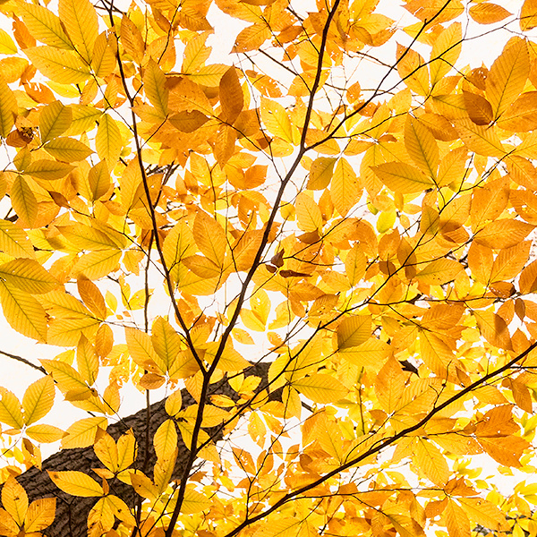 LOOKING UP - BACKUS WOODS - BACKUS WOODS- NORFOLK COUNTY