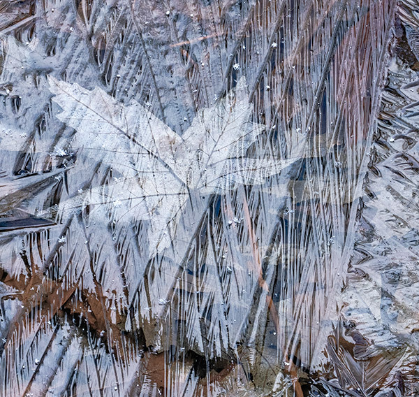 Spring Ice--Backus woods - New Works