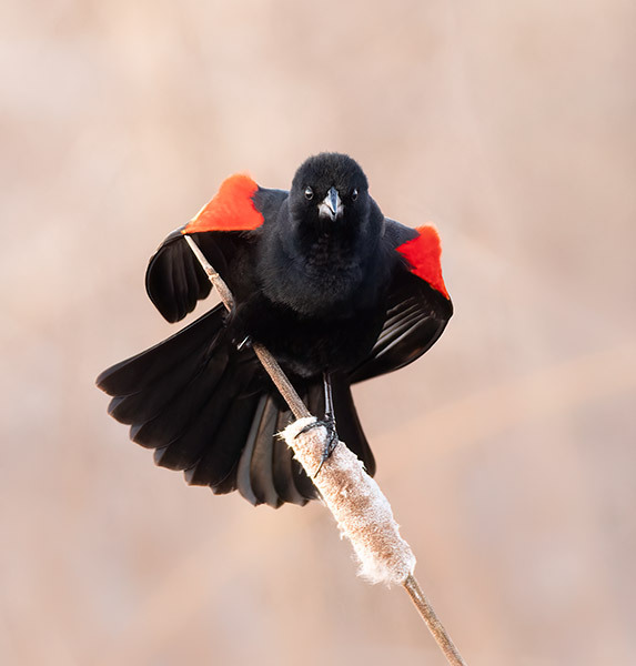 Red-winged blackbird vocalizing - New Works