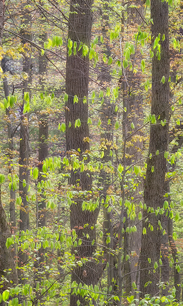 SPRING BEECH #2 -BACKUS WOODS - SPRING