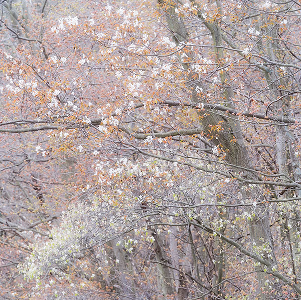 ROADSIDE SPRING BLOOM -  NORFOLK COUNTY - SPRING